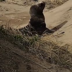 El ejemplar se había alejado peligrosamente de su entorno natural, quedando atrapado en un área de frondosos tamariscos
