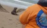 Así rescataron a un cachorrito de lobo marino de un pelo en los médanos de Miramar