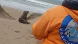 El pequeño lobito marino se encontrabaperdido en los médanos.