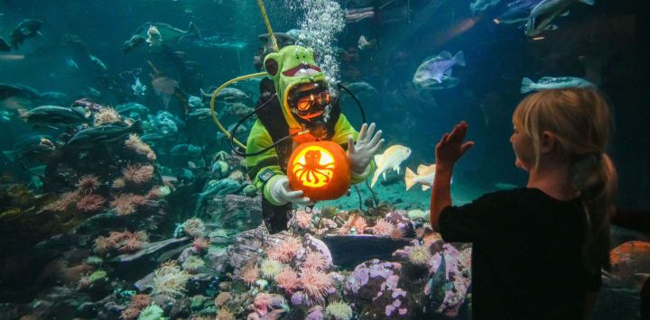 Imagen de un buzo mostrando una calabaza tallada a una niña desde el interior de un tanque gigante durante el Festival de Otoño "Fin-tastic" en el Acuario de Vancouver, en Vancouver, Columbia Británica, Canadá. El festival se llevará a cabo del 26 de septiembre al 31 de octubre para celebrar la temporada de otoño mediante el tallado de calabazas submarinas, programas de animales de temporada y otras actividades.