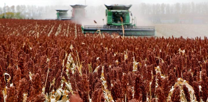 Imagen de una cosechadora trabajando en un campo de sorgo de una granja perteneciente al Grupo Beidahuang, en la provincia de Heilongjiang, en el noreste de China.