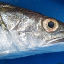 Uno de los próximos pasos será una campaña de investigación prevista para fines de octubre, a cargo del buque Mar Argentino, del INIDEP, con especialistas del CIMAS. 