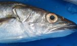 Optimismo en la pesca rionegrina: crece la merluza y esperan una nueva evaluación científica