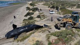 Las tristes escenas de las ballenas muertas conmocionan a Madryn.