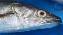 Uno de los próximos pasos será una campaña de investigación prevista para fines de octubre, a cargo del buque Mar Argentino, del INIDEP, con especialistas del CIMAS.