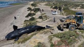 Puerto Madryn sufre por sus ballenas: murieron 7 ejemplares adultos en apenas 5 días