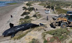 Las tristes escenas de las ballenas muertas conmocionan a Madryn.