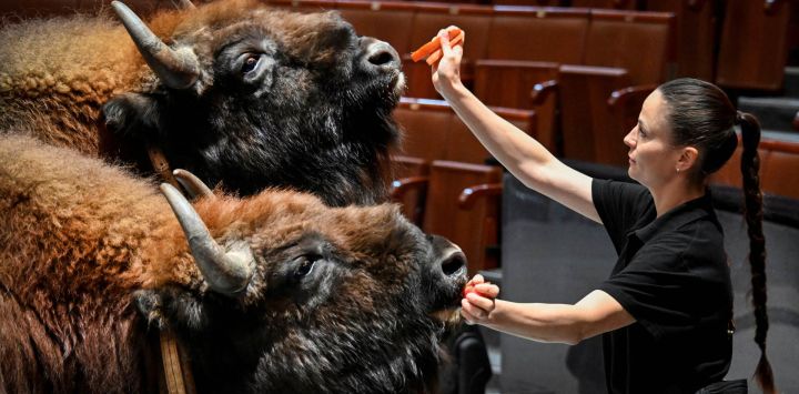 Maria Deforge, esposa y asistente del domador francés Ivan Deforge, trabaja con bisontes europeos en el Gran Circo de Moscú.