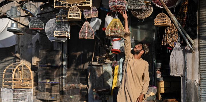 Un hombre afgano revisa jaulas con pájaros en una tienda de Kandahar.