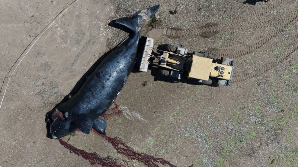 Las tristes escenas de las ballenas muertas conmocionan a Madryn.