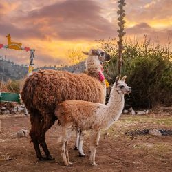 Guatemala: historia, playa y naturaleza para tentar al viajero argentino.