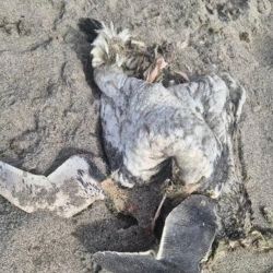 A lo largo de la costa, comprendida entre el Parador Cero Uno y el sector de Praia, encontraron más de veinte ejemplares de aves marinas muertas.