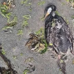 Entre los ejemplares muertos había cormoranes, gaviotas y pingüinos.