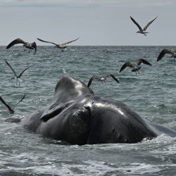 Unas gaviotas sobrevuelan una ballena franca austral muerta en la costa de Puerto Madryn, Chubut, Argentina. Al menos ocho ballenas francas australes adultas aparecieron muertas en los últimos dos días cerca de la costa de Puerto Madryn. | Foto:MAXI JONAS / AFP