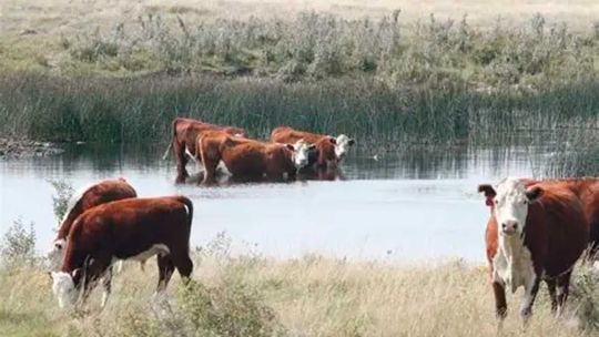 Crecida del Paraná sobre campos ganaderos: productores de Corrientes trasladan contra reloj hacienda y temen pérdidas