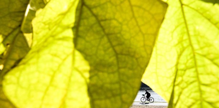 Una persona circula en bicicleta tras las hojas otoñales en la ribera del río Meno, en Fráncfort del Meno (oeste de Alemania), con una temperatura ambiente que alcanzó los 15 grados Celsius.