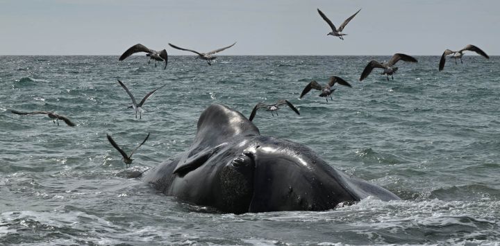 Unas gaviotas sobrevuelan una ballena franca austral muerta en la costa de Puerto Madryn, Chubut, Argentina. Al menos ocho ballenas francas australes adultas aparecieron muertas en los últimos dos días cerca de la costa de Puerto Madryn.