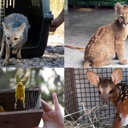 La pérdida y degradación del hábitat es la amenaza señalada con mayor frecuencia para las poblaciones de fauna silvestre monitorizadas.