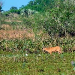 La pérdida y degradación del hábitat es la amenaza señalada con mayor frecuencia para las poblaciones de fauna silvestre monitorizada... Contenido copiado de ecovidaambiente.com.ar