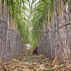 Agricultores cosechan caña de azúcar en un campo, en el distrito de Fengnan de la ciudad de Tangshan, en la provincia de Hebei, en el norte de China. | Foto:Xinhua/Yang Shiyao
