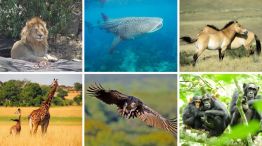 1610_fauna