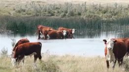 Ganado inundado