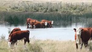 Ganado inundado