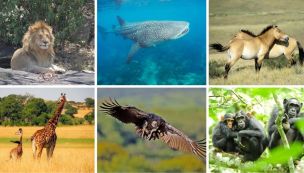 1610_fauna