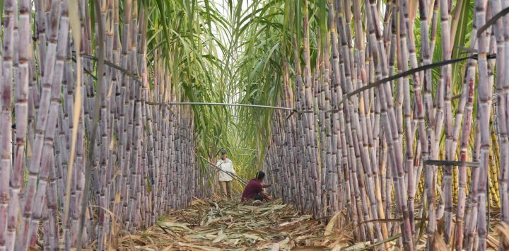 Agricultores cosechan caña de azúcar en un campo, en el distrito de Fengnan de la ciudad de Tangshan, en la provincia de Hebei, en el norte de China.