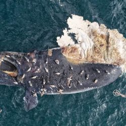Vista aérea de gaviotas alimentándose de una ballena franca austral muerta en la costa de Puerto Madryn, Chubut, Argentina. Al menos ocho ballenas francas australes adultas aparecieron muertas en los últimos dos días cerca de la costa de Puerto Madryn. | Foto:MAXI JONAS / AFP