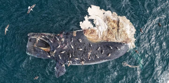 Vista aérea de gaviotas alimentándose de una ballena franca austral muerta en la costa de Puerto Madryn, Chubut, Argentina. Al menos ocho ballenas francas australes adultas aparecieron muertas en los últimos dos días cerca de la costa de Puerto Madryn.