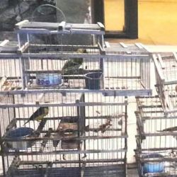  Los procedimientos se llevaron a cabo a partir de numerosas denuncias anónimas.