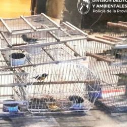 Los ejemplares rescatados se encontraban en muy malas condiciones sanitarias.