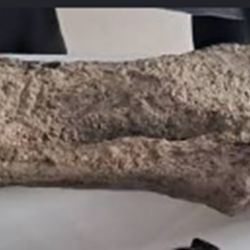 El fragmento correspondería a un megaterio, integrante de la megafauna que habitó la región hace miles de años