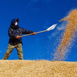 Imagen de un agricultor trabajando entre montones de arroz en un patio de secado de una granja perteneciente al Grupo Beidahuang, en la provincia de Heilongjiang, en el noreste de China. La cosecha de otoño en Heilongjiang, la principal provincia productora de cereales de China, ha estado en pleno apogeo. | Foto:Xinhua/Zhang Tao