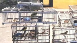 Los procedimientos se llevaron a cabo a partir de numerosas denuncias anónimas.
