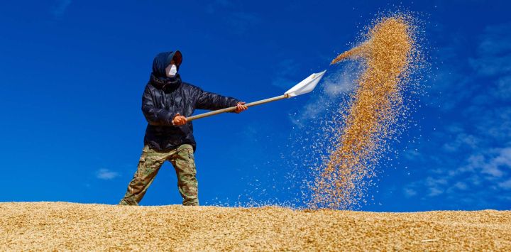 Imagen de un agricultor trabajando entre montones de arroz en un patio de secado de una granja perteneciente al Grupo Beidahuang, en la provincia de Heilongjiang, en el noreste de China. La cosecha de otoño en Heilongjiang, la principal provincia productora de cereales de China, ha estado en pleno apogeo.