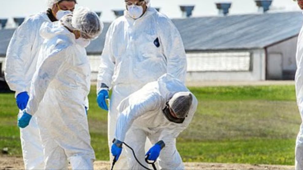 Estados Unidos registra el primer caso de gripe aviar