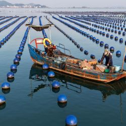 Un trabajador de la acuicultura navega en una embarcación por una zona de cultivo de abalones para realizar labores de mantenimiento en una granja marina, en la aldea de Guanwu, provincia de Fujian, este de China. | Foto:CN-STR / AFP