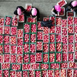 Vista aérea tomada con un dron de agricultores clasificando manzanas en una bodega de una cooperativa, en el poblado de Yongkang del distrito de Shapotou, en la ciudad de Zhongwei, en la región autónoma hui de Ningxia, en el noroeste de China. Extendiéndose a lo largo del borde sur del desierto de Tengger y el río Amarillo, el distrito de Shapotou de la ciudad de Zhongwei, ha iniciado recientemente una temporada de cosecha abundante de sus manzanas resistentes a la sequía. | Foto:Xinhua/Wang Peng