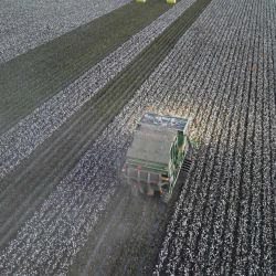 Vista aérea tomada con un dron de una cosechadora de algodón trabajando en el "supercampo de algodón", en el distrito de Yuli, en la región autónoma uygur de Xinjiang, en el noroeste de China. Xinjiang es la mayor base de producción de algodón de alta calidad de China, con una producción que representó el 92,8 por ciento del total nacional en 2025. Su volumen de producción total como su rendimiento por unidad de superficie han ocupado el primer lugar a nivel nacional durante 32 años consecutivos. | Foto:Xinhua
