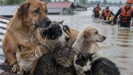 Todas las mascotas rescatadas fueron trasladadas a centros de salud.