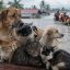 2010_animales