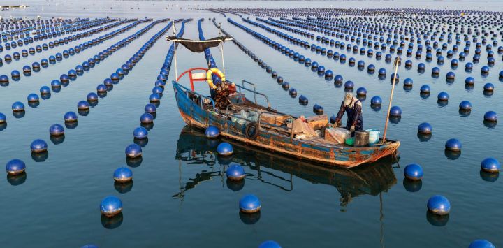 Un trabajador de la acuicultura navega en una embarcación por una zona de cultivo de abalones para realizar labores de mantenimiento en una granja marina, en la aldea de Guanwu, provincia de Fujian, este de China.