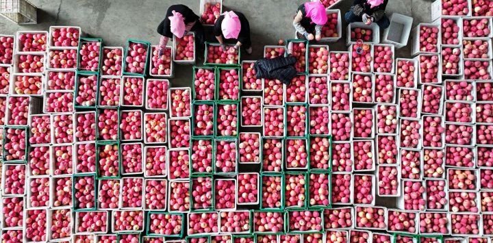 Vista aérea tomada con un dron de agricultores clasificando manzanas en una bodega de una cooperativa, en el poblado de Yongkang del distrito de Shapotou, en la ciudad de Zhongwei, en la región autónoma hui de Ningxia, en el noroeste de China. Extendiéndose a lo largo del borde sur del desierto de Tengger y el río Amarillo, el distrito de Shapotou de la ciudad de Zhongwei, ha iniciado recientemente una temporada de cosecha abundante de sus manzanas resistentes a la sequía.