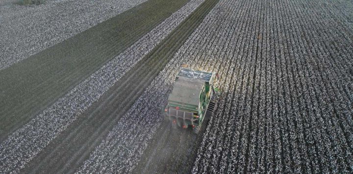 Vista aérea tomada con un dron de una cosechadora de algodón trabajando en el "supercampo de algodón", en el distrito de Yuli, en la región autónoma uygur de Xinjiang, en el noroeste de China. Xinjiang es la mayor base de producción de algodón de alta calidad de China, con una producción que representó el 92,8 por ciento del total nacional en 2025. Su volumen de producción total como su rendimiento por unidad de superficie han ocupado el primer lugar a nivel nacional durante 32 años consecutivos.