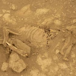 Esqueleto de uno de los milenarios perros hallados en el cementerio peruano.
