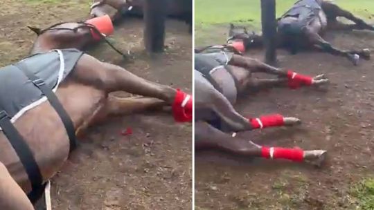 Un rayo mató a cuatro yeguas de polo en el Jockey Club de San Isidro