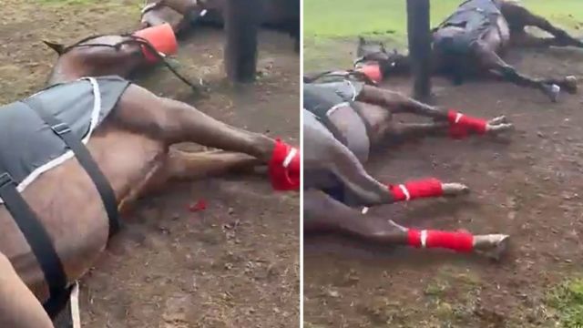 Un rayo mató a cuatro yeguas de polo en San Isidro