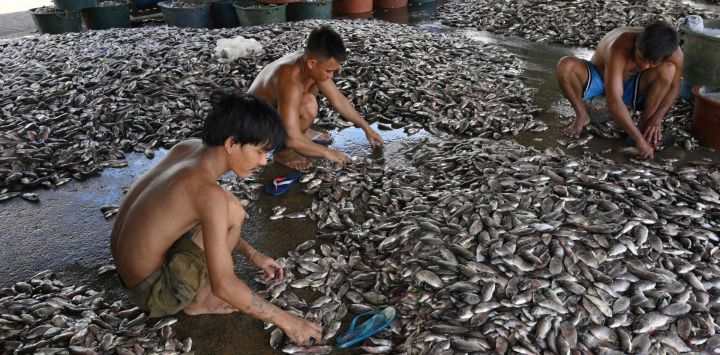 En esta fotografía unos trabajadores clasifican el pescado por tamaño para su venta en un puerto de la provincia de Bulacan, Filipinas.